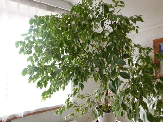 filodendron